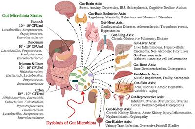 Human gut microbiota in health and disease: Unveiling the relationship